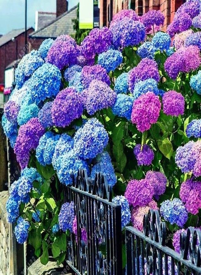 ZEshops 30pcs Blue Pink Purple Hydrangea Seeds - Stunning and Resilient Perennial Flowers for Your Garden - Image 2